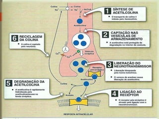 Neurotransmissão Colinérgica
 