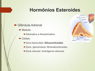 Hormônios Esteroides
 Glândula Adrenal
 Medula:
Adrenalina e Noradrenalina
 Córtex:
Zona fasciculata: Glicocorticoides
Zona glomerulosa: Mineralocorticoides
Zona reticular: Andrógenos adrenais
 