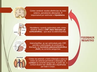 Córtex cerebral: recebe aferências do meio
externo, percebendo alterações. É
responsável por estimular o hipotálamo.
Hipotálamo: quando estimulado pelo córtex
cerebral, libera o CRF (fator liberador da
corticotrofina) - que atua na adenohipófise.
Adenohipófise: ao ser estimulada pelo CRF,
permite a estimulação da produção e
liberação do hormônio adenocorticotrófico
(Acth) na corrente sanguínea.
Córtex da adrenal: o Acth é liberado e atua no
córtex da adrenal permitindo a liberação do
cortisol na corrente sanguínea. A partir daí, o
cortisol atuará nas células-alvo espalhadas
por todo o corpo.
 