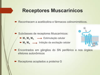 Receptores Muscarínicos
 Subclasses de receptores Muscarínicos:
 M1, M3, M5. Estimulação celular
 M2, M4, Inibição da excitação celular
 Reconhecem a acetilcolina e fármacos colinomiméticos.
 Encontrados em gânglios do SN periférico e nos órgãos
efetores autonômicos
 Receptores acoplados a proteína G
 