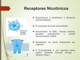 Receptores Nicotínicos
 Reconhecem a acetilcolina e fármacos
colinomiméticos.
 É composto de cinco subunidades
 Encontrados no SNC, medula adrenal,
gânglios autonômicos e junção
neuromuscular (JNM)
 Receptores de Canal Disparados por
Ligantes
 A Succinilcolina é um agonista desta
classe (Paralisia durante cirurgia –
bloqueio desp.)
 