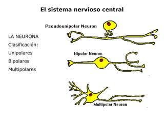 El sistema nervioso central



LA NEURONA
Clasificación:
Unipolares
Bipolares
Multipolares
 
