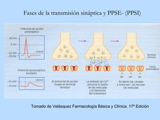 Fases de la transmisión sináptica y PPSE- (PPSI)




   Tomado de Velásquez Farmacología Básica y Clínica. 17º Edición
 