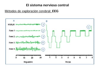 El sistema nervioso central
Métodos de exploración cerebral: EEG
 
