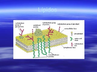 Lípidos
 
