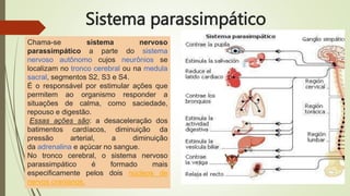 Sistema parassimpático
Chama-se sistema nervoso
parassimpático a parte do sistema
nervoso autônomo cujos neurônios se
localizam no tronco cerebral ou na medula
sacral, segmentos S2, S3 e S4.
É o responsável por estimular ações que
permitem ao organismo responder a
situações de calma, como saciedade,
repouso e digestão.
Essas ações são: a desaceleração dos
batimentos cardíacos, diminuição da
pressão arterial, a diminuição
da adrenalina e açúcar no sangue.
No tronco cerebral, o sistema nervoso
parassimpático é formado mais
especificamente pelos dois núcleos de
nervos cranianos.
 