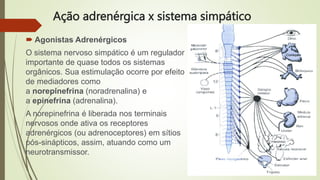 Ação adrenérgica x sistema simpático
 Agonistas Adrenérgicos
O sistema nervoso simpático é um regulador
importante de quase todos os sistemas
orgânicos. Sua estimulação ocorre por efeito
de mediadores como
a norepinefrina (noradrenalina) e
a epinefrina (adrenalina).
A norepinefrina é liberada nos terminais
nervosos onde ativa os receptores
adrenérgicos (ou adrenoceptores) em sítios
pós-sinápticos, assim, atuando como um
neurotransmissor.
 