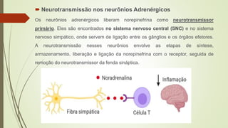  Neurotransmissão nos neurônios Adrenérgicos
Os neurônios adrenérgicos liberam norepinefrina como neurotransmissor
primário. Eles são encontrados no sistema nervoso central (SNC) e no sistema
nervoso simpático, onde servem de ligação entre os gânglios e os órgãos efetores.
A neurotransmissão nesses neurônios envolve as etapas de síntese,
armazenamento, liberação e ligação da norepinefrina com o receptor, seguida de
remoção do neurotransmissor da fenda sináptica.
 