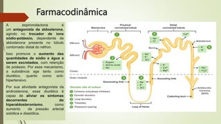 Farmacodinâmica
A espironolactona é
um antagonista da aldosterona,
agindo no trocador de íons
sódio-potássio, dependente de
aldosterona presente no túbulo
contornado distal do néfron.
Isso promove o aumento das
quantidades de sódio e água a
serem excretados, com retenção
de potássio. Por esse mecanismo,
a substância age tanto como
diurético, quanto como anti-
hipertensivo.
Por sua atividade antagonista da
androsterona, esse diurético é
capaz de aliviar os sintomas
decorrentes do
hiperaldosteronismo, como
aumento da pressão arterial
sistólica e diastólica.
 