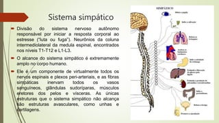 Sistema simpático
 Divisão do sistema nervoso autônomo
responsável por iniciar a resposta corporal ao
estresse (“luta ou fuga”). Neurônios da coluna
intermediolateral da medula espinal, encontrados
nos níveis T1-T12 e L1-L3.
 O alcance do sistema simpático é extremamente
amplo no corpo humano.
 Ele é um componente de virtualmente todos os
nervos espinais e plexos peri-arteriais, e as fibras
simpáticas inervam todos os vasos
sanguíneos, glândulas sudoríparas, músculos
eretores dos pelos e vísceras. As únicas
estruturas que o sistema simpático não alcança
são estruturas avasculares, como unhas e
cartilagens.
 