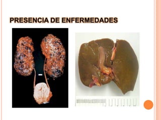 	En el individuo obeso, drogas muy liposolubles pueden depositarse en el tejido adiposo modificando la acción de las mismas. Otras drogas son sin embargo en cierta forma independientes del peso corporal, por ejemplo, los diuréticos tiazídicos.