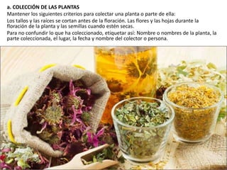 a. COLECCIÓN DE LAS PLANTAS
Mantener los siguientes criterios para colectar una planta o parte de ella:
Los tallos y las raíces se cortan antes de la floración. Las flores y las hojas durante la
floración de la planta y las semillas cuando estén secas.
Para no confundir lo que ha coleccionado, etiquetar así: Nombre o nombres de la planta, la
parte coleccionada, el lugar, la fecha y nombre del colector o persona.
 