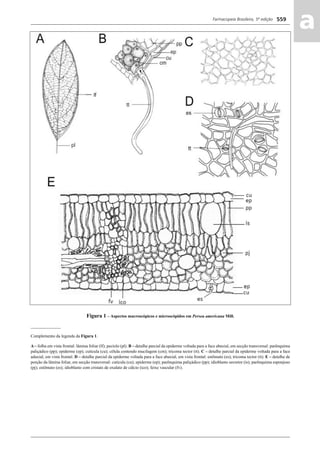 Farmacopeia Brasileira, 5ª edição
aa559
Figura 1 – Aspectos macroscópicos e microscópidos em Persea americana Mill.
______________
Complemento da legenda da Figura 1.
A – folha em vista frontal: lâmina foliar (lf); pecíolo (pl). B – detalhe parcial da epiderme voltada para a face abaxial, em secção transversal: parênquima
paliçádico (pp); epiderme (ep); cutícula (cu); célula contendo mucilagem (cm); tricoma tector (tt). C – detalhe parcial da epiderme voltada para a face
adaxial, em vista frontal. D – detalhe parcial da epiderme voltada para a face abaxial, em vista frontal: estômato (es); tricoma tector (tt). E – detalhe de
porção da lâmina foliar, em secção transversal: cutícula (cu); epiderme (ep); parênquima paliçádico (pp); idioblasto secretor (is); parênquima esponjoso
(pj); estômato (es); idioblasto com cristais de oxalato de cálcio (ico); feixe vascular (fv).
Volume 2_18_07_11.indd 559Volume 2_18_07_11.indd 559 18/07/2011 09:26:2018/07/2011 09:26:20
 