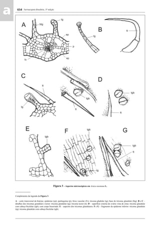 Farmacopeia Brasileira, 5ª edição
aa 654
Figura 3 – Aspectos microscópicos em Arnica montana L.
______________
Complemento da legenda da Figura 3.
A – corte transversal da bráctea: epiderme (ep); parênquima (p); feixe vascular (fv); tricoma gladular (tg); base do tricoma glandular (btg). B e C –
detalhes dos tricomas grandular e tector: tricoma glandular (tg); tricoma tector (tt). D – superfície externa do ovário vista de cima: tricoma glandular
com cabeça bicelular (tgb), com corpo bisseriado. E – aspectos dos tricomas glandulares. F e G – fragmento da epiderme inferior: tricoma glandular
(tg); tricoma glandular com cabeça bicelular (tgb).
Volume 2_18_07_11.indd 654Volume 2_18_07_11.indd 654 18/07/2011 09:26:3318/07/2011 09:26:33
 