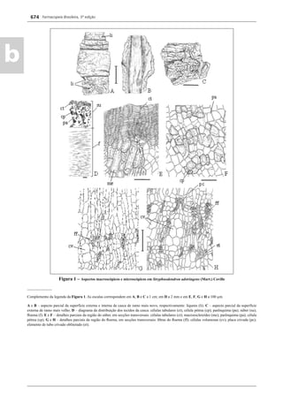 Farmacopeia Brasileira, 5ª edição
b
674
Figura 1 – Aspectos macroscópicos e microscópicos em Stryphnodendron adstringens (Mart.) Coville
_____________
Complemento da legenda da Figura 1. As escalas correspondem em A, B e C a 1 cm; em D a 2 mm e em E, F, G e H a 100 μm.
A e B – aspecto parcial da superfície externa e interna da casca de ramo mais novo, respectivamente: líquens (li). C – aspecto parcial da superfície
externa de ramo mais velho. D – diagrama da distribuição dos tecidos da casca: células tabulares (ct), célula pétrea (cp); parênquima (pa); súber (su);
ﬂoema (f). E e F – detalhes parciais da região do súber, em secções transversais: células tabulares (ct); macroesclereídes (me); parênquima (pa); célula
pétrea (cp). G e H – detalhes parciais da região do ﬂoema, em secções transversais: ﬁbras do ﬂoema (ff); células volumosas (cv); placa crivada (pc);
elemento de tubo crivado obliterado (et).
Volume 2_18_07_11.indd 674Volume 2_18_07_11.indd 674 18/07/2011 09:26:3618/07/2011 09:26:36
 