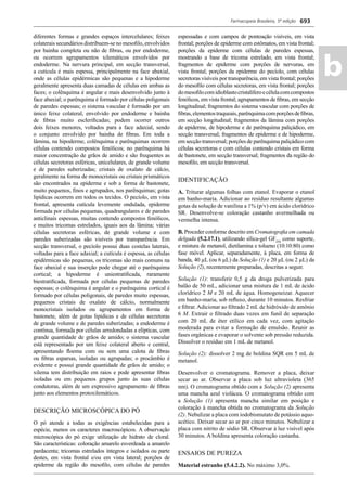 Farmacopeia Brasileira, 5ª edição
ab
693
diferentes formas e grandes espaços intercelulares; feixes
colaterais secundários distribuem-se no mesoﬁlo, envolvidos
por bainha completa ou não de ﬁbras, ou por endoderme,
ou ocorrem agrupamentos xilemáticos envolvidos por
endoderme. Na nervura principal, em secção transversal,
a cutícula é mais espessa, principalmente na face abaxial,
onde as células epidérmicas são pequenas e a hipoderme
geralmente apresenta duas camadas de células em ambas as
faces; o colênquima é angular e mais desenvolvido junto à
face abaxial; o parênquima é formado por células poligonais
de paredes espessas; o sistema vascular é formado por um
único feixe colateral, envolvido por endoderme e bainha
de ﬁbras muito escleriﬁcadas; podem ocorrer outros
dois feixes menores, voltados para a face adaxial, sendo
o conjunto envolvido por bainha de ﬁbras. Em toda a
lâmina, na hipoderme, colênquima e parênquimas ocorrem
células contendo compostos fenólicos; no parênquima há
maior concentração de grãos de amido e são frequentes as
células secretoras esféricas, unicelulares, de grande volume
e de paredes suberizadas; cristais de oxalato de cálcio,
geralmente na forma de monocristais ou cristais prismáticos
são encontrados na epiderme e sob a forma de bastonete,
muito pequenos, ﬁnos e agrupados, nos parênquimas; gotas
lipídicas ocorrem em todos os tecidos. O pecíolo, em vista
frontal, apresenta cutícula levemente ondulada, epiderme
formada por células pequenas, quadrangulares e de paredes
anticlinais espessas, muitas contendo compostos fenólicos,
e muitos tricomas estrelados, iguais aos da lâmina; várias
células secretoras esféricas, de grande volume e com
paredes suberizadas são visíveis por transparência. Em
secção transversal, o pecíolo possui duas costelas laterais,
voltadas para a face adaxial; a cutícula é espessa, as células
epidérmicas são pequenas, os tricomas são mais comuns na
face abaxial e sua inserção pode chegar até o parênquima
cortical; a hipoderme é uniestratiﬁcada, raramente
biestratiﬁcada, formada por células pequenas de paredes
espessas; o colênquima é angular e o parênquima cortical é
formado por células poligonais, de paredes muito espessas,
pequenos cristais de oxalato de cálcio, normalmente
monocristais isolados ou agrupamentos em forma de
bastonete, além de gotas lipídicas e de células secretoras
de grande volume e de paredes suberizadas; a endoderme é
contínua, formada por células arredondadas a elípticas, com
grande quantidade de grãos de amido; o sistema vascular
está representado por um feixe colateral aberto e central,
apresentando ﬂoema com ou sem uma calota de ﬁbras
ou ﬁbras esparsas, isoladas ou agrupadas; o procâmbio é
evidente e possui grande quantidade de grãos de amido; o
xilema tem distribuição em raios e pode apresentar ﬁbras
isoladas ou em pequenos grupos junto às suas células
condutoras, além de um expressivo agrupamento de ﬁbras
junto aos elementos protoxilemáticos.
DESCRIÇÃO MICROSCÓPICA DO PÓ
O pó atende a todas as exigências estabelecidas para a
espécie, menos os caracteres macroscópicos. A observação
microscópica do pó exige utilização de hidrato de cloral.
São características: coloração amarelo esverdeada a amarelo
pardacenta; tricomas estrelados íntegros e isolados ou parte
destes, em vista frontal e/ou em vista lateral; porções de
epiderme da região do mesoﬁlo, com células de paredes
espessadas e com campos de pontoação visíveis, em vista
frontal; porções de epiderme com estômatos, em vista frontal;
porções da epiderme com células de paredes espessas,
mostrando a base de tricoma estrelado, em vista frontal;
fragmentos de epiderme com porções de nervuras, em
vista frontal; porções da epiderme do pecíolo, com células
secretoras visíveis por transparência, em vista frontal; porções
do mesoﬁlo com células secretoras, em vista frontal; porções
domesoﬁlocomidioblastocristalíferoecélulacomcompostos
fenólicos, em vista frontal; agrupamentos de ﬁbras, em secção
longitudinal; fragmentos do sistema vascular com porções de
ﬁbras,elementostraqueais,parênquimacomporçõesdeﬁbras,
em secção longitudinal; fragmentos da lâmina com porções
de epiderme, de hipoderme e de parênquima paliçádico, em
secção transversal; fragmentos de epiderme e de hipoderme,
em secção transversal; porções de parênquima paliçádico com
células secretoras e com células contendo cristais em forma
de bastonete, em secção transversal; fragmentos da região do
mesoﬁlo, em secção transversal.
IDENTIFICAÇÃO
A. Triturar algumas folhas com etanol. Evaporar o etanol
em banho-maria. Adicionar ao resíduo resultante algumas
gotas da solução de vanilina a 1% (p/v) em ácido clorídrico
SR. Desenvolve-se coloração castanho avermelhada ou
vermelha intensa.
B. Proceder conforme descrito em Cromatograﬁa em camada
delgada (5.2.17.1), utilizando sílica-gel GF254
como suporte,
e mistura de metanol, dietilamina e tolueno (10:10:80) como
fase móvel. Aplicar, separadamente, à placa, em forma de
banda, 40 μL (ou 6 μL) da Solução (1) e 20 μL (ou 2 μL) da
Solução (2), recentemente preparadas, descritas a seguir.
Solução (1): transferir 0,5 g da droga pulverizada para
balão de 50 mL, adicionar uma mistura de 1 mL de ácido
clorídrico 2 M e 20 mL de água. Homogeneizar. Aquecer
em banho-maria, sob reﬂuxo, durante 10 minutos. Resfriar
e ﬁltrar. Adicionar ao ﬁltrado 2 mL de hidróxido de amônio
6 M. Extrair o ﬁltrado duas vezes em funil de separação
com 20 mL de éter etílico em cada vez, com agitação
moderada para evitar a formação de emulsão. Reunir as
fases orgânicas e evaporar o solvente sob pressão reduzida.
Dissolver o resíduo em 1 mL de metanol.
Solução (2): dissolver 2 mg de boldina SQR em 5 mL de
metanol.
Desenvolver o cromatograma. Remover a placa, deixar
secar ao ar. Observar a placa sob luz ultravioleta (365
nm). O cromatograma obtido com a Solução (2) apresenta
uma mancha azul violácea. O cromatograma obtido com
a Solução (1) apresenta mancha similar em posição e
coloração à mancha obtida no cromatograma da Solução
(2). Nebulizar a placa com iodobismutato de potássio aquo-
acético. Deixar secar ao ar por cinco minutos. Nebulizar a
placa com nitrito de sódio SR. Observar à luz visível após
30 minutos. A boldina apresenta coloração castanha.
ENSAIOS DE PUREZA
Material estranho (5.4.2.2). No máximo 3,0%.
Volume 2_18_07_11.indd 693Volume 2_18_07_11.indd 693 18/07/2011 09:26:3918/07/2011 09:26:39
 