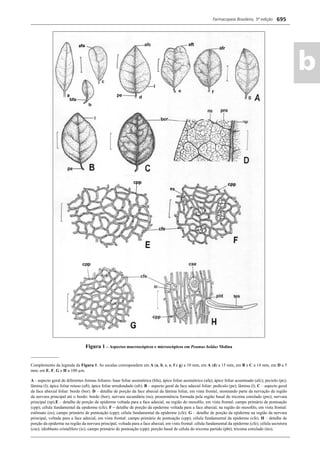 Farmacopeia Brasileira, 5ª edição
ab
695
Figura 1 – Aspectos macroscópicos e microscópicos em Peumus boldus Molina
_____________
Complemento da legenda da Figura 1. As escalas correspondem em A (a, b, c, e, f e g) a 10 mm, em A (d) a 15 mm, em B e C a 14 mm, em D a 5
mm; em E, F, G e H a 100 μm.
A – aspecto geral de diferentes formas foliares: base foliar assimétrica (bfa); ápice foliar assimétrico (afa); ápice foliar acuminado (afc); pecíolo (pe);
lâmina (l); ápice foliar retuso (aft); ápice foliar arredondado (afr). B – aspecto geral da face adaxial foliar: pedículo (pe); lâmina (l). C – aspecto geral
da face abaxial foliar: bordo (bor). D – detalhe de porção da face abaxial da lâmina foliar, em vista frontal, mostrando parte da nervação da região
da nervura principal até o bordo: bordo (bor); nervura secundária (ns); proeminência formada pela região basal do tricoma estrelado (pre); nervura
principal (np).E – detalhe de porção da epiderme voltada para a face adaxial, na região do mesoﬁlo, em vista frontal: campo primário de pontoação
(cpp); célula fundamental da epiderme (cfe). F – detalhe de porção da epiderme voltada para a face abaxial, na região do mesoﬁlo, em vista frontal:
estômato (es); campo primário de pontoação (cpp); célula fundamental da epiderme (cfe). G – detalhe de porção da epiderme na região da nervura
principal, voltada para a face adaxial, em vista frontal: campo primário de pontoação (cpp); célula fundamental da epiderme (cfe). H – detalhe de
porção da epiderme na região da nervura principal, voltada para a face abaxial, em vista frontal: célula fundamental da epiderme (cfe); célula secretora
(cse); idioblasto cristalífero (ic); campo primário de pontoação (cpp); porção basal de célula do tricoma partido (pbt); tricoma estrelado (tes).
Volume 2_18_07_11.indd 695Volume 2_18_07_11.indd 695 18/07/2011 09:26:3918/07/2011 09:26:39
 