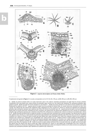 Farmacopeia Brasileira, 5ª edição
b
696
Figura 2 – Aspectos microscópicos em Peumus boldus Molina
_____________
Complemento da legenda da Figura 2. As escalas correspondem em A, C, F, G e E a 100 μm, em B a 400 μm; em D e H a 400 μm.
A – detalhe de porção da lâmina foliar em secção transversal, junto à face adaxial, mostrando proeminência da região basal do tricoma estrelado:
cloroplastídio (clo); gota lipídica (gl); campo primário de pontoação (cpp); cutícula (cu); face adaxial (ad); hipoderme (h); parênquima paliçádico (pp);
epiderme (ep). B – detalhe de porção de tricoma estrelado em vista frontal. C – detalhe de tricoma estrelado em vista lateral: tricoma estrelado (tes); célula
fundamental da epiderme (cfe). D – esquema parcial da região da nervura principal da lâmina foliar, em secção transversal, mostrando um único feixe
vascular: face adaxial (ad); face abaxial (ab); endoderme (end); colênquima (co); feixe vascular (fv); xilema (x); cutícula (cu); hipoderme (h); parênquima
paliçádico (pp); parênquima esponjoso (pe); epiderme (ep); ﬁbras (fb); ﬂoema (f); procâmbio (prc). E – esquema parcial da região da nervura principal da
lâmina foliar, em secção transversal, mostrando três feixes vasculares: face adaxial (ad); face abaxial (ab); hipoderme (h); feixe vascular (fv); parênquima
paliçádico (pp); parênquima esponjoso (pe); endoderme (end); ﬁbras (fb); colênquima (co); epiderme (ep); cutícula (cu); ﬂoema (f); procâmbio (prc); xilema
(x). F– detalhe de porção da lâmina foliar, na região do mesoﬁlo, em secção transversal, mostrando feixe vascular secundário: face adaxial (ad); face abaxial
(ab); epiderme (ep); cutícula (cu); campo primário de pontoação (cpp); hipoderme (h); parênquima paliçádico (pp); ﬁbras (fb); feixe vascular (fv); idioblasto
cristalífero (ic); xilema (x); ﬂoema (f); grão de amido (ga); gota lipídica (gl); espaço intercelular (ei); célula com compostos fenólicos (ccf); parênquima
esponjoso (pe); estômato (es); colênquima (co); cloroplastídio (clo); célula secretora (cse). G – detalhe do bordo na região mediana da lâmina foliar, em
secção transversal: face adaxial (ad); face abaxial (ab); parênquima paliçádico (pp); agrupamento xilemático (ax); espaço intercelular (ei); cloroplastídio
(clo); cutícula (cu); idioblasto cristalífero (ic); célula com compostos fenólicos (ccf); parênquima esponjoso (pe); grão de amido (ga); : gota lipídica (gl);
epiderme (ep); ﬁbras (fb); hipoderme (h). H – detalhe de porção da região mediana da lâmina foliar, em secção transversal, na região da nervura principal:
face adaxial (ad); face abaxial (ab); grão de amido (ga); espaço intercelular (ei); xilema (x); gota lipídica (gl); cloroplastídio (clo); feixe vascular (fv);
idioblasto cristalífero (ic); ﬂoema (f); colênquima (co); ﬁbras (fb); pontoação (pto); célula com compostos fenólicos (ccf); célula secretora (cse); parênquima
esponjoso (pe); parênquima paliçádico (pp); hipoderme (h); epiderme (ep); cutícula (cu).
Volume 2_18_07_11.indd 696Volume 2_18_07_11.indd 696 18/07/2011 09:26:3918/07/2011 09:26:39
 