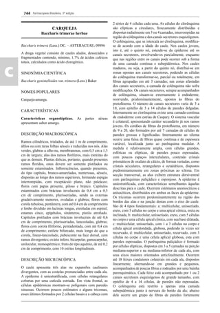 Farmacopeia Brasileira, 5ª edição
c
744
CARQUEJA
Baccharis trimerae herbae
Baccharis trimera (Less.) DC. – ASTERACEAE; 09896
A droga vegetal consiste de caules alados, dessecados e
fragmentados contendo, mínimo, 1,7% de ácidos cafeicos
totais, calculados como ácido clorogênico.
SINONÍMIA CIENTÍFICA
Baccharis genistelloides var. trimera (Less.) Baker
NOMES POPULARES
Carqueja-amarga.
CARACTERÍSTICAS
Características organolépticas. As partes aéreas
apresentam sabor amargo.
DESCRIÇÃO MACROSCÓPICA
Ramos cilíndricos, trialados, de até 1 m de comprimento,
áﬁlos ou com raras folhas sésseis e reduzidas nos nós. Alas
verdes, glabras a olho nu, membranosas, com 0,5 cm a 1,5
cm de largura; alas dos ramos ﬂoríferos, mais estreitas do
que as demais. Plantas dióicas, portanto, quando presentes
ramos ﬂoridos, estes devem ser somente pistilados ou
somente estaminados. Inﬂorescências, quando presentes,
do tipo capítulo, branco-amareladas, numerosas, sésseis,
dispostas ao longo dos ramos superiores, formando espigas
interrompidas, com receptáculo plano, não paleáceo;
ﬂores com papus presente, piloso e branco. Capítulos
estaminados com brácteas involucrais de 0,4 cm a 0,5
cm de comprimento, plurisseriadas, sendo as externas
gradativamente menores, ovaladas e glabras; ﬂores com
corolatubulosa,pentâmera,comaté0,4cmdecomprimento
e limbo dividido em lacínias longas, enroladas em espiral;
estames cinco, epipétalos, sinânteros; pistilo atroﬁado.
Capítulos pistilados com brácteas involucrais de até 0,6
cm de comprimento, plurisseriadas, lanceoladas, glabras;
ﬂores com corola ﬁliforme, pentadentada, com até 0,4 cm
de comprimento; estilete bifurcado, mais longo do que a
corola, linear-lanceolado, pubescente na face dorsal, com
ramos divergentes; ovário ínfero, bicarpelar, gamocarpelar,
unilocular, monospérmico; fruto do tipo aquênio, de até 0,2
cm de comprimento, com 10 estrias longitudinais.
DESCRIÇÃO MICROSCÓPICA
O caule apresenta três alas ou expansões caulinares
divergentes, com as costelas pronunciadas entre cada ala.
A epiderme é uniestratiﬁcada, com células retangulares
cobertas por uma cutícula estriada. Em vista frontal, as
células epidérmicas mostram-se poligonais com paredes
sinuosas. Ocorrem poucos estômatos e alguns tricomas,
esses últimos formados por 2 células basais e a cabeça com
2 séries de 4 células cada uma. As células do clorênquima
são elípticas a circulares, frouxamente distribuídas e
dispostas radialmente em 3 ou 4 camadas, interrompidas na
região do colênquima e dos canais secretores esquizógenos.
O colênquima, que se intercala ao clorênquima, modiﬁca-
se de acordo com a idade do caule. Nos caules jovens,
isto é, até o quinto nó, estende-se da epiderme até os
canais secretores, envolvendo-os parcialmente, enquanto
que nas regiões entre os canais pode ocorrer sob a forma
de uma camada contínua e subepidérmica. Nos caules
maduros, ou seja, a partir do quinto nó, distribui-se em
zonas opostas aos canais secretores, podendo as células
do colênquima transformar-se, parcial ou totalmente, em
ﬁbras agrupadas em até 3 camadas; nas zonas afastadas
dos canais secretores, a camada de colênquima não sofre
modiﬁcações. Os canais secretores, sempre acompanhados
de colênquima, situam-se externamente à endoderme,
ocorrendo, predominantemente, opostos às ﬁbras do
protoﬂoema. O número de canais secretores varia de 3 a
10, com epitélio de 3 a 14 células de paredes delgadas.
Internamente ao clorênquima existe uma camada contínua
de endoderme com estrias de Caspary. O sistema vascular
é colateral, apresentando caráter secundário já nos ramos
jovens. Os cordões de ﬁbras do protoﬂoema, em número
de 9 a 20, são formados por até 7 camadas de células de
paredes grossas e ligniﬁcadas. Internamente ao xilema
ocorre uma faixa de ﬁbras quase contínua e de espessura
variável, localizada junto ao parênquima medular. A
medula é relativamente ampla, com células grandes,
esféricas ou elípticas, de paredes pouco espessadas,
com poucos espaços intercelulares, contendo cristais
prismáticos de oxalato de cálcio, de formas variadas, como
cristais aciculares, retangulares e octaédricos, dispostos
predominantemente em zonas próximas ao xilema. Em
secção transversal, as alas exibem estrutura dorsiventral
com parênquimas paliçádico e esponjoso. A epiderme é
uniestratiﬁcada, com características semelhantes àquelas
descritas para o caule. Ocorrem estômatos anomocíticos e
anisocíticos, distribuídos em ambas as faces da epiderme.
Os tricomas ocorrem predominantemente na região dos
bordos das alas e na junção destas com o eixo do caule.
São de 4 tipos fundamentais: a: multicelular, unisseriado,
ereto, com 3 células no corpo e uma apical cônica, ereta ou
inclinada, b: multicelular, unisseriado, ereto, com 5 células
no corpo e uma célula apical cônica, com sua base dilatada,
c: multicelular, unisseriado, com 1 a 3 células no corpo e
célula apical arredondada, globosa, podendo às vezes ser
recurvado, d: multicelular, unisseriado, recurvado, com 3
células no corpo e uma célula aplical globosa, esta com
paredes espessadas. O parênquima paliçádico é formado
por células elípticas, dispostas em 3 a 5 camadas na porção
mediana-superior e na mediana-inferior de cada ala, com
seus eixos maiores orientados anticlinalmente. Ocorrem
até 18 feixes condutores colaterais em cada ala, dispostos
linearmente, alternando-se em grandes e pequenos,
acompanhados de poucas ﬁbras e rodeados por uma bainha
parenquimática. Cada feixe está acompanhado por 1 ou 2
canais secretores esquizógenos de grande tamanho, com
epitélio de 4 a 14 células, de paredes não espessadas.
O colênquima está restrito a apenas uma camada
subepidérmica junto à nervura do bordo da ala; abaixo
dele ocorre um grupo de ﬁbras de paredes fortemente
Volume 2_18_07_11.indd 744Volume 2_18_07_11.indd 744 18/07/2011 09:26:4718/07/2011 09:26:47
 