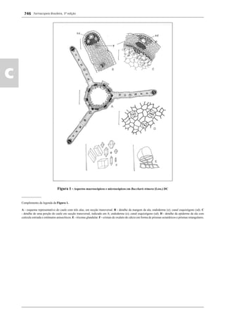 Farmacopeia Brasileira, 5ª edição
c
746
Figura 1 - Aspectos macroscópicos e microscópicos em Baccharis trimera (Less.) DC
_____________
Complemento da legenda da Figura 1.
A - esquema representativo do caule com três alas, em secção transversal. B - detalhe da margem da ala; endoderme (e); canal esquizógeno (sd). C
- detalhe de uma porção do caule em secção transversal, indicado em A; endoderme (e); canal esquizógeno (sd). D - detalhe da epiderme da ala com
cutícula estriada e estômatos anisocíticos. E - tricoma glandular. F - cristais de oxalato de cálcio em forma de prismas octaédricos e prismas retangulares.
Volume 2_18_07_11.indd 746Volume 2_18_07_11.indd 746 18/07/2011 09:26:4718/07/2011 09:26:47
 