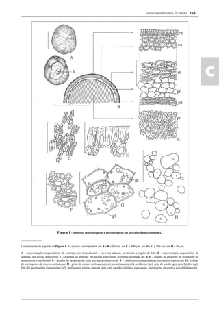 Farmacopeia Brasileira, 5ª edição
ac
751
Figura 1 - Aspectos macroscópicos e microscópicos em Aesculus hippocastanum L.
______________
Complemento da legenda da Figura 1. As escalas correspondem em A e B a 0,5 cm; em C a 300 μm; em D a G a 100 μm; em H a 50 μm.
A - representações esquemáticas da semente, em vista abaxial e em vista adaxial, mostrando a região do hilo; B - representação esquemática da
semente, em secção transversal; C - detalhes da semente, em secção transversal, conforme mostrado em B; D - detalhe da epiderme do tegumento da
semente em vista frontal; E - detalhe da epiderme da testa, em secção transversal; F - células esclerenquimáticas, em secção transversal; G - células
do parênquima de reserva cotiledonar; H - grãos de amido; colênquima (co); esclerênquima (el);. epiderme (ep); grão de amido (ga); gota lipídica (gl);
hilo (h); parênquima fundamental (pf); parênquima interno da testa (pit), com paredes celulares espessadas; parênquima de reserva do cotilédone (pr).
Volume 2_18_07_11.indd 751Volume 2_18_07_11.indd 751 18/07/2011 09:26:4818/07/2011 09:26:48
 