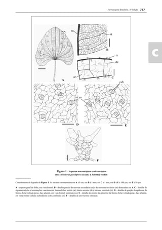 Farmacopeia Brasileira, 5ª edição
ac
777
Figura 1 – Aspectos macroscópicos e microscópicos
em Echinodorus grandiﬂorus (Cham. & Schltdl.) Micheli
______________
Complemento da legenda da Figura 1. As escalas correspondem em A a 8 cm, em B a 5 mm, em C a 1 mm, em D e E a 100 μm, em F a 50 μm.
A – aspecto geral da folha, em vista frontal. B – detalhe parcial de nervura secundária (ns) e de nervuras terciárias (nt) destacadas em A. C – detalhe de
algumas aréolas e terminações vasculares da lâmina foliar: aréola (ar); ducto secretor (dc); tricoma estrelado (tr). D – detalhe de porção da epiderme da
lâmina foliar voltada para a face adaxial, em vista frontal: estômato (es). E – detalhe de porção da epiderme da lâmina foliar voltada para a face abaxial,
em vista frontal: células subsidiárias (csb); estômato (es). F – detalhe de um tricoma estrelado.
Volume 2_18_07_11.indd 777Volume 2_18_07_11.indd 777 18/07/2011 09:26:5218/07/2011 09:26:52
 