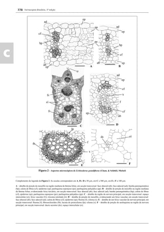 Farmacopeia Brasileira, 5ª edição
c
778
Figura 2 – Aspectos microscópicos de Echinodorus grandiﬂorus (Cham. & Schltdl.) Micheli
______________
Complemento da legenda da Figura 2. As escalas correspondem em A, B e D a 50 μm, em C a 500 μm, em E e F a 100 μm.
A – detalhe de porção do mesoﬁlo na região mediana da lâmina foliar, em secção transversal: face abaxial (ab); face adaxial (ad); bainha parenquimática
(bp); calota de ﬁbras (cf); epiderme (ep); parênquima esponjoso (pe); parênquima paliçádico (pp). B – detalhe de porção do mesoﬁlo na região mediana
da lâmina foliar, evidenciando feixe terciário, em secção transversal: face abaxial (ab); face adaxial (ad); bainha parenquimática (bp); calota de ﬁbras
(cf); epiderme (ep); parênquima esponjoso (pe); parênquima paliçádico (pp). C – detalhe da região da nervura principal, em secção transversal: espaço
intercelular (ei); feixe vascular (fv); tricoma estrelado (tr). D – detalhe de porção do mesoﬁlo, evidenciando um feixe vascular, em secção transversal:
face abaxial (ab); face adaxial (ad); calota de ﬁbras (cf); epiderme (ep); ﬂoema (f); xilema (x). E – detalhe de um feixe vascular da nervura principal, em
secção transversal: ﬂoema (f); ﬁbroesclereídes (fb); lacuna do protoxilema (lp); xilema (x). F – detalhe de porção do aerênquima na região da nervura
principal, em secção transversal: ducto secretor (ds); espaço intercelular (ei).
Volume 2_18_07_11.indd 778Volume 2_18_07_11.indd 778 18/07/2011 09:26:5218/07/2011 09:26:52
 