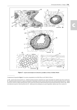 Farmacopeia Brasileira, 5ª edição
ac
779
Figura 3 – Aspectos microscópicos de Echinodorus grandiﬂorus (Cham. & Schltdl.) Micheli
______________
Complemento da legenda da Figura 3. As escalas correspondem em A e B a 200 μm; em C, D e E a 100 μm.
A a D – secções transversais do pecíolo. A – detalhe de porção do pecíolo: aerênquima (ae); espaço intercelular (ei); epiderme (ep); feixe vascular (fv).
B – detalhe de porção do pecíolo, na região do aerênquima, evidenciando um feixe vascular: ducto secretor (ds); lacuna do protoxilema (lp). C – detalhe
de um feixe vascular, na região central do pecíolo: ducto secretor (ds); ﬂoema (f); ﬁbroesclereíde (fb); lacuna do protoxilema (lp); xilema (x). D – detalhe
das trabéculas do pecíolo: célula braciforme (cb). E – detalhe parcial do aerênquima em secção longitudinal: epiderme (ep); feixe vascular (fv).
Volume 2_18_07_11.indd 779Volume 2_18_07_11.indd 779 18/07/2011 09:26:5218/07/2011 09:26:52
 