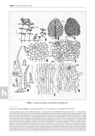 Farmacopeia 5 edição