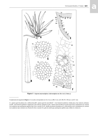 Farmacopeia Brasileira, 5ª edição
aa601
Figura 1 - Aspectos macroscópicos e microscópicos em Aloe vera L. Burm. f.
______________
Complemento da legenda da Figura 1. As escalas correspondem em A a 6 cm, em B a 2 cm; em C, D e F a 100 μm e em E 1 mm.
A - aspecto geral da planta sem a inﬂorescência.B - aspecto geral de uma folha.C - vista frontal da epiderme voltada para a face adaxial; estômatos
(es).D - vista frontal da epiderme voltada para a face abaxial; estômatos (es).E - aspecto geral da folha em secção transversal; clorênquima (cl); cutícula
(cu); epiderme (ep); parênquima aqüífero (pa); feixe vascular (fv).F - detalhe da porção assinalada em E; célula aloífera (cal); clorênquima (cl); cutícula
(cu); epiderme (ep); estômato (es); ﬂoema (f); feixe vascular (fv); grão de amido (ga); parênquima aqüífero (pa); ráﬁdes (r); xilema (x).
Volume 2_18_07_11.indd 601Volume 2_18_07_11.indd 601 18/07/2011 09:26:2518/07/2011 09:26:25
 