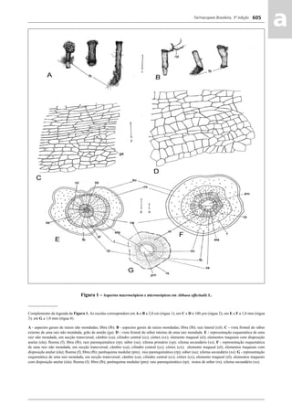 Farmacopeia Brasileira, 5ª edição
aa605
Figura 1 – Aspectos macroscópicos e microscópicos em Althaea ofﬁcinalis L.
_______________
Complemento da legenda da Figura 1. As escalas correspondem em A e B a 2,0 cm (régua 1); em C e D a 100 μm (régua 2); em E e F a 1,0 mm (régua
3); em G a 1,0 mm (régua 4).
A - aspectos gerais de raízes não mondadas; ﬁbra (fb). B - aspectos gerais de raízes mondadas; ﬁbra (fb); raiz lateral (rzl). C - vista frontal do súber
externo de uma raiz não mondada; grão de amido (ga). D - vista frontal do súber interno de uma raiz mondada. E - representação esquemática de uma
raiz não mondada, em secção transversal; câmbio (ca); cilindro central (cc); córtex (cx); elemento traqueal (el); elementos traqueais com disposição
anelar (ela); ﬂoema (f); ﬁbra (fb); raio parenquimático (rp); súber (su); xilema primário (xp); xilema secundário (xs). F - representação esquemática
de uma raiz não mondada, em secção transversal; câmbio (ca); cilindro central (cc); córtex (cx); elemento traqueal (el); elementos traqueais com
disposição anelar (ela); ﬂoema (f); ﬁbra (fb); parênquima medular (pm); raio parenquimático (rp); súber (su); xilema secundário (xs). G - representação
esquemática de uma raiz mondada, em secção transversal; câmbio (ca); cilindro central (cc); córtex (cx); elemento traqueal (el); elementos traqueais
com disposição anelar (ela); ﬂoema (f); ﬁbra (fb); parênquima medular (pm); raio parenquimático (rp); restos de súber (rs); xilema secundário (xs).
Volume 2_18_07_11.indd 605Volume 2_18_07_11.indd 605 18/07/2011 09:26:2518/07/2011 09:26:25
 