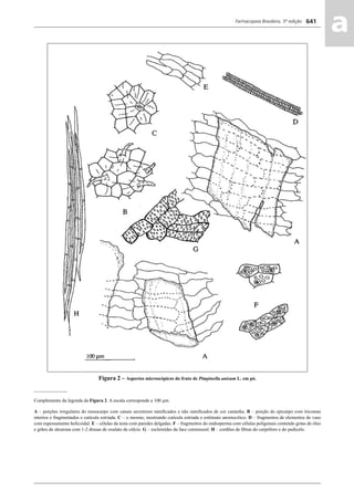 Farmacopeia Brasileira, 5ª edição
aa641
Figura 2 – Aspectos microscópicos do fruto de Pimpinella anisum L. em pó.
______________
Complemento da legenda da Figura 2. A escala corresponde a 100 μm.
A – porções irregulares do mesocarpo com canais secretores ramiﬁcados e não ramiﬁcados de cor castanha. B – porção do epicarpo com tricomas
inteiros e fragmentados e cutícula estriada. C – o mesmo, mostrando cutícula estriada e estômato anomocítico. D – fragmentos de elementos de vaso
com espessamento helicoidal. E – células da testa com paredes delgadas. F – fragmentos do endosperma com células poligonais contendo gotas de óleo
e grãos de aleurona com 1-2 drusas de oxalato de cálcio. G – esclereídes da face comissural. H – cordões de ﬁbras do carpóforo e do pedicelo.
Volume 2_18_07_11.indd 641Volume 2_18_07_11.indd 641 18/07/2011 09:26:3118/07/2011 09:26:31
 