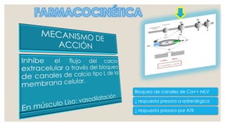 Bloqueo de canales de Ca++ MLV
↓ respuesta presora α-adrenérgica
↓ respuesta presora por ATII
 
