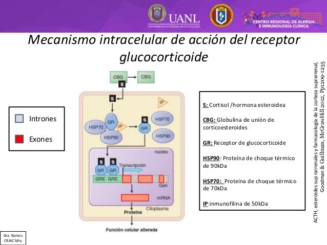 Farmacología de los corticoesteroides