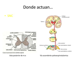 Donde actuan…
• SNC




  Asta posterior de m.e   Vía ascendente paleoespinotalamica
 