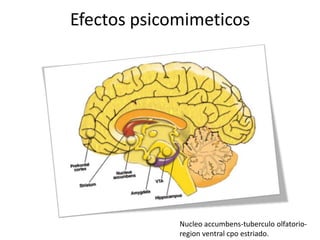 Efectos psicomimeticos




             Nucleo accumbens-tuberculo olfatorio-
             region ventral cpo estriado.
 