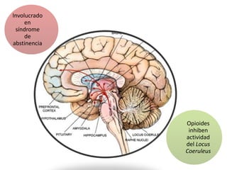 Involucrado
     en
 síndrome
     de
abstinencia




              Opioides
               inhiben
              actividad
              del Locus
              Coeruleus
 