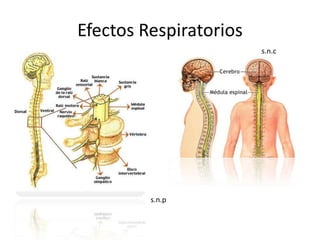 Efectos Respiratorios
                        s.n.c




         s.n.p
 