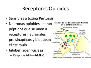 Receptores Opioides
• Sensibles a toxina Pertussis
• Neuronas opioides liberan
  péptidos que se unen a
  receptores neuronales
  pre sinápticos y bloquean
  el estimulo
• Inhiben adenilciclasa
  – Resp. de ATP→AMPc
 