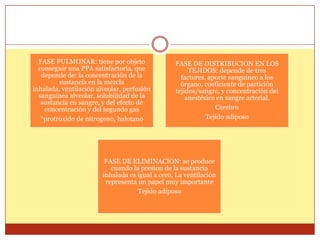 FASE PULMONAR: tiene por objeto
conseguir una PPA satisfactoria, que
depende de: la concentración de la
sustancia en la mezcla
inhalada, ventilación alveolar, perfusión
sanguínea alveolar, solubilidad de la
sustancia en sangre, y del efecto de
concentración y del segundo gas
*protroxido de nitrogeno, halotano
FASE DE DISTRIBUCION EN LOS
TEJIDOS: depende de tres
factores, aporte sanguíneo a los
órgano, coeficiente de partición
tejidos/sangre, y concentración del
anestésico en sangre arterial.
Cerebro
Tejido adiposo
FASE DE ELIMINACION: se produce
cuando la presion de la sustancia
inhalada es igual a cero, La ventilación
representa un papel muy importante
Tejido adiposo
 