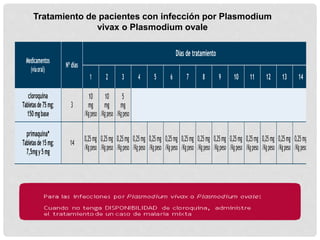 Tratamiento de pacientes con infección por Plasmodium
vivax o Plasmodium ovale
Medicamentos
(víaoral)
Nºdías
Días de tratamiento
1 2 3 4 5 6 7 8 9 10 11 12 13 14
cloroquina
Tabletasde75mg;
150mgbase
3
10
mg
/Kgpeso
10
mg
/Kgpeso
5
mg
/Kgpeso
primaquina*
Tabletasde15mg;
7,5mgy5mg
14
0,25mg
/Kgpeso
0,25mg
/Kgpeso
0,25mg
/Kgpeso
0,25mg
/Kgpeso
0,25mg
/Kgpeso
0,25mg
/Kgpeso
0,25mg
/Kgpeso
0,25mg
/Kgpeso
0,25mg
/Kgpeso
0,25mg
/Kgpeso
0,25mg
/Kgpeso
0,25mg
/Kgpeso
0,25mg
/Kgpeso
0,25mg
/Kgpeso
 