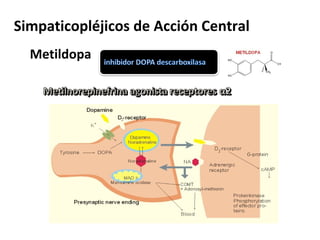 Simpaticopléjicos de Acción Central
Metildopa
 