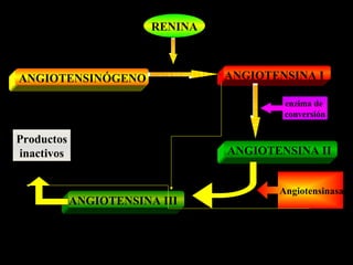 RENINA
ANGIOTENSINÓGENO ANGIOTENSINA I
enzima de
conversión
ANGIOTENSINA II
Angiotensinasa
ANGIOTENSINA III
Productos
inactivos
 