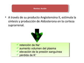• A través de su producto Angiotensina II, estimula la
síntesis y producción de Aldosterona en la corteza
suprarrenal.
 retención de Na+
 aumento volumen del plasma
 elevación de la presión sanguínea
 pérdida de K+
Renina: AcciónRenina: Acción
 