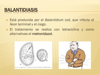 BALANTIDIASIS




Está producida por el Balantidium coli, que infecta el
íleon terminal y el ciego.
El tratamiento se realiza con tetraciclina y como
alternativas el metronidazol.

 