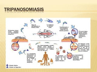 TRIPANOSOMIASIS

 