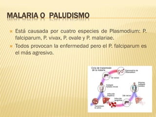 MALARIA O PALUDISMO




Está causada por cuatro especies de Plasmodium: P.
falciparum, P. vivax, P. ovale y P. malariae.
Todos provocan la enfermedad pero el P. falciparum es
el más agresivo.

 