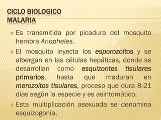 CICLO BIOLOGICO
MALARIA
Es transmitida por picadura del mosquito
hembra Anopheles.
 El mosquito inyecta los esporozoitos y se
albergan en las células hepáticas, donde se
desarrollan como esquizontes tisulares
primarios, hasta que maduran en
merozoitos tisulares, proceso que dura 8-21
días según la especie y es asintomático.
 Esta multiplicación asexuada se denomina
esquizogonia.


 