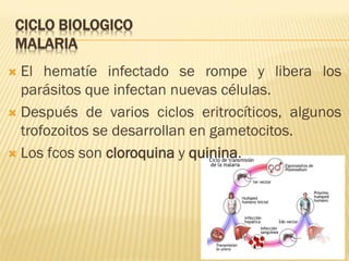 CICLO BIOLOGICO
MALARIA
El hematíe infectado se rompe y libera los
parásitos que infectan nuevas células.
 Después de varios ciclos eritrocíticos, algunos
trofozoitos se desarrollan en gametocitos.
 Los fcos son cloroquina y quinina.


 