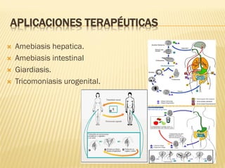 APLICACIONES TERAPÉUTICAS






Amebiasis hepatica.
Amebiasis intestinal
Giardiasis.
Tricomoniasis urogenital.

 